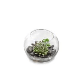 plants