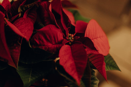 Vibrant and Unconventional Christmas Flower Colours in Melbourne